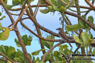 Tiger Shrike a8247.jpg