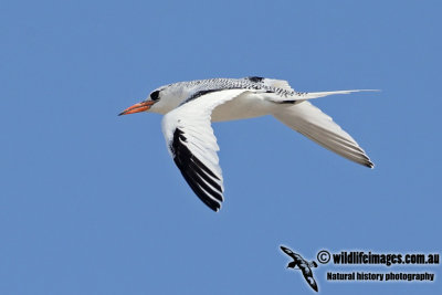 Red-billed Tropicbird 2311.jpg