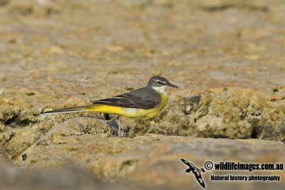 Grey Wagtail a0507.jpg