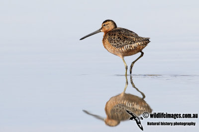 Long-billed Dowitcher 2321.jpg