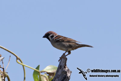 Tree Sparrow 7635.jpg