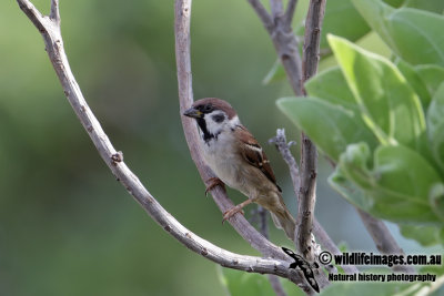Tree Sparrow 6072.jpg