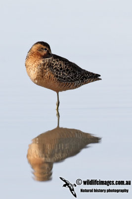 Long-billed Dowitcher 2115La.jpg