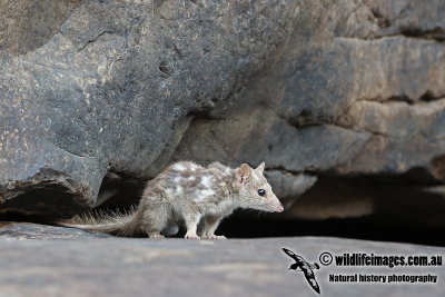 Northern Quoll a4808.jpg