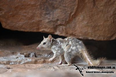 Northern Quoll a4930.jpg