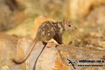 Northern Quoll a4959.jpg
