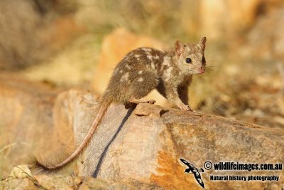Northern Quoll a4961.jpg