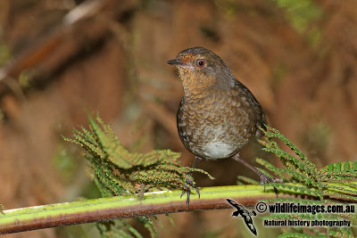 Pilotbird and Rockwarbler