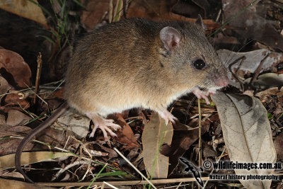 Fawn-footed Melomys