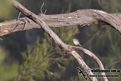 Citrine Wagtail 0629.jpg