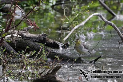 Citrine Wagtail 1674.jpg