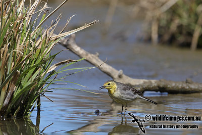 Citrine Wagtail a3410.jpg