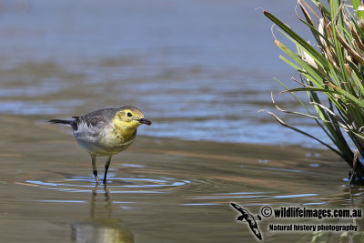 Citrine Wagtail a3472.jpg