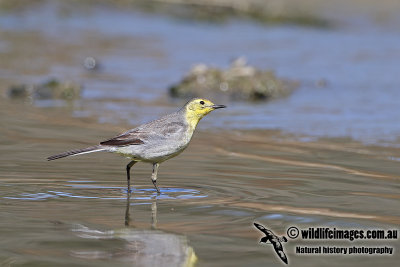 Citrine Wagtail a3504.jpg