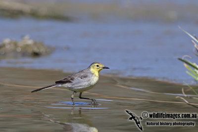 Citrine Wagtail a3507.jpg