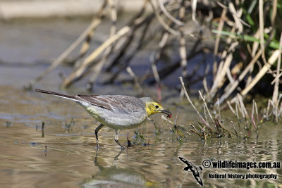 Citrine Wagtail a3525.jpg