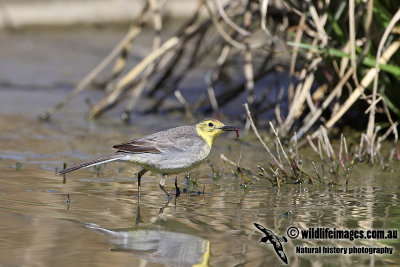 Citrine Wagtail a3526.jpg