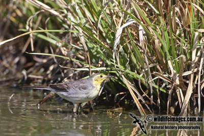 Citrine Wagtail a3568.jpg