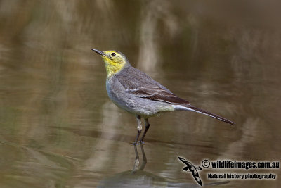 Citrine Wagtail a3577.jpg