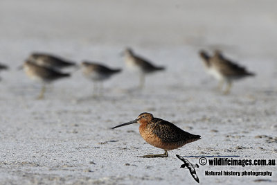 Long-billed Dowitcher a3381.jpg