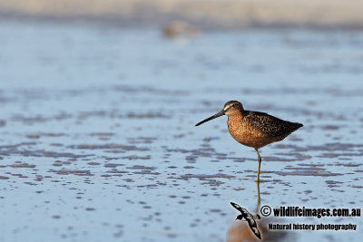 Long-billed Dowitcher a3389.jpg