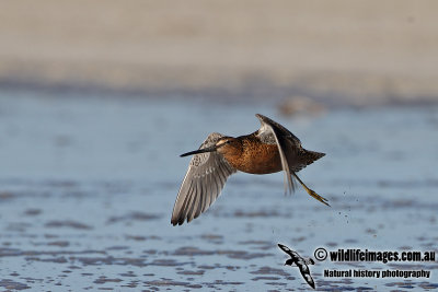 Long-billed Dowitcher a3394.jpg