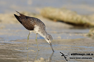 Common Greenshank a0041.jpg