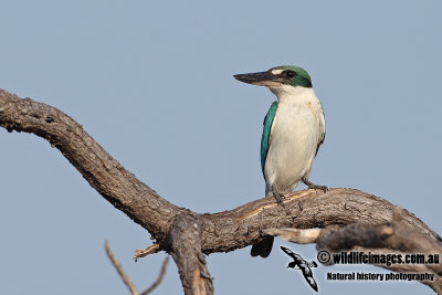Collared Kingfisher a0209.jpg