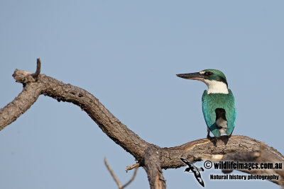 Collared Kingfisher a0235.jpg