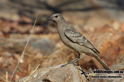 Great Bowerbird a4726.jpg