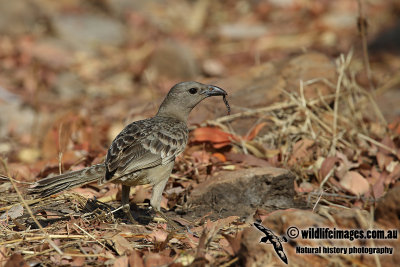 Great Bowerbird a4736.jpg