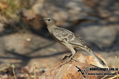 Great Bowerbird a4755.jpg