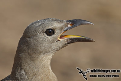 Great Bowerbird a4761.jpg