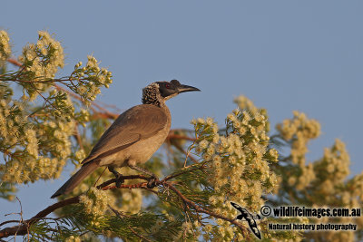 Silver-crowned Friarbird a4587.jpg