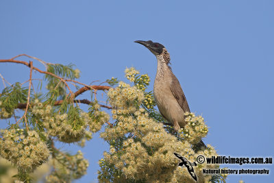 Silver-crowned Friarbird a4697.jpg