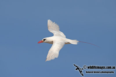 Red-tailed Tropicbird a1626.jpg