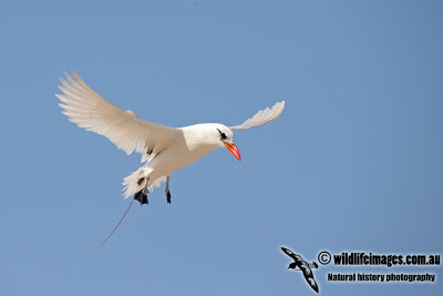 Red-tailed Tropicbird a1746.jpg