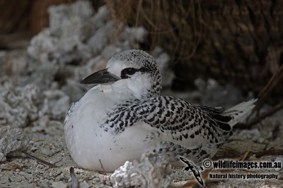 Red-tailed Tropicbird a7533.jpg