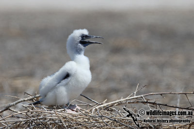 Red-footed Booby a0317.jpg