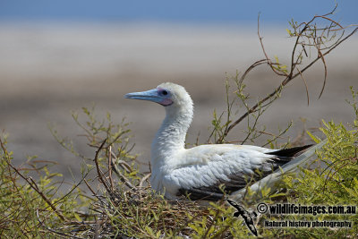 Red-footed Booby a0322.jpg