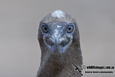 Red-footed Booby a0365.jpg