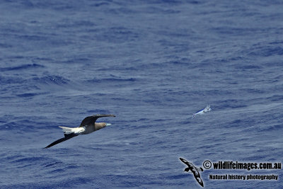 Red-footed Booby a5889.jpg