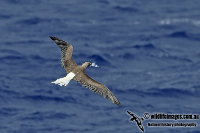 Red-footed Booby a5900.jpg