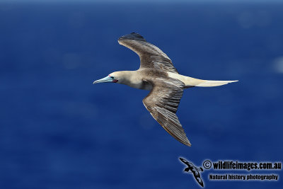 Red-footed Booby a6005.jpg