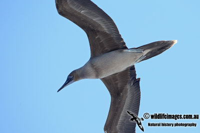 Red-footed Booby a7777.jpg