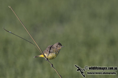 Yellow Chat a1413.jpg