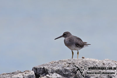 Wandering Tattler a7734.jpg