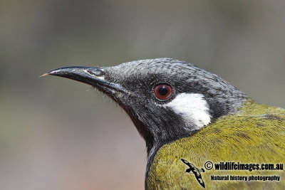 White-eared Honeyeater a0807.jpg