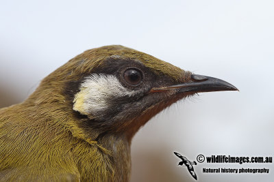 White-eared Honeyeater a0870.jpg