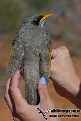 Black-eared Miner a0163.jpg
